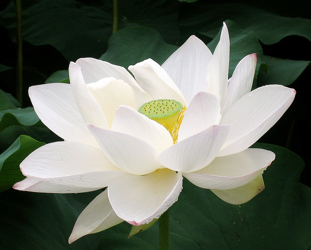 white-lotus-flower-two