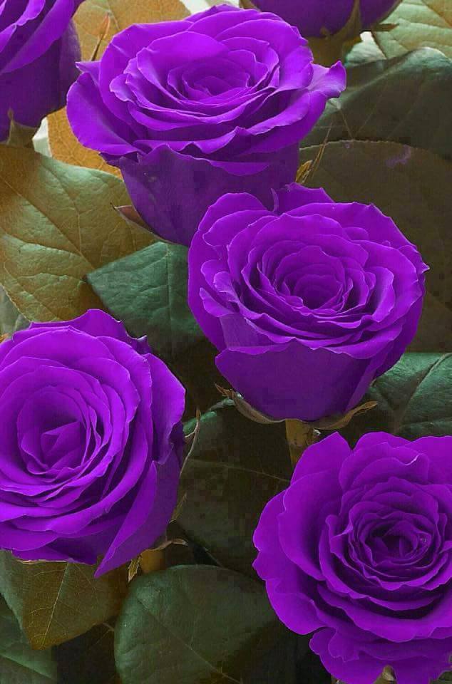 nature purple roses